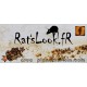 Sticker ratslook.fr facebook jaune rust is not a crime rats look fr 3